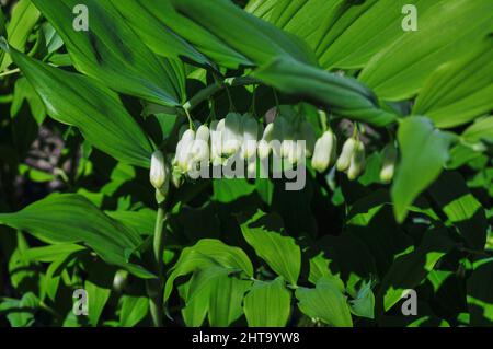 Nahaufnahme einer schönen blühenden Solomon's-Seal- oder Polygonatum odoratum-Pflanze Stockfoto