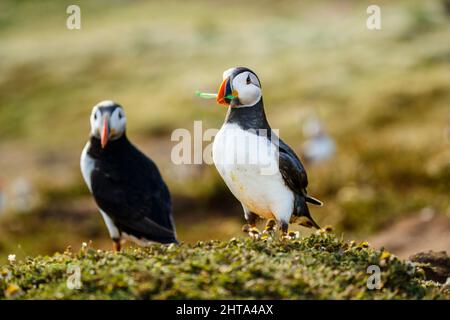 Ein Papageitaucher (Fratercula arctica) trägt ein Streifen von Grünem plastik Müll gesammelt für Nesting Material in seiner Höhle auf Skomer, West Wales Stockfoto