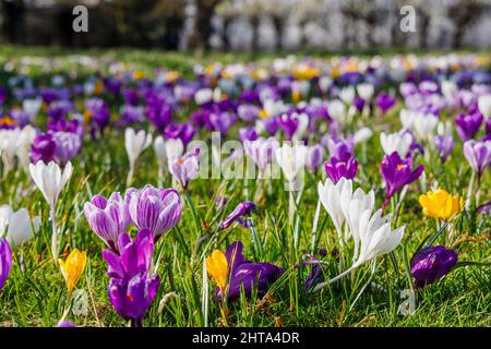 Bunte Krokusse in Blüte en Masse an einem sonnigen Tag im RHS Garden, Wisley, Surrey, Südostengland im Winter Stockfoto