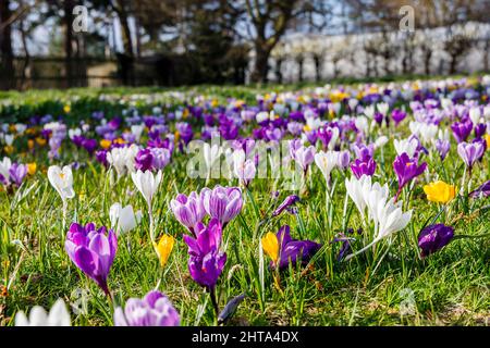 Bunte Krokusse in Blüte en Masse an einem sonnigen Tag im RHS Garden, Wisley, Surrey, Südostengland im Winter Stockfoto