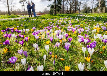 Bunte Krokusse in Blüte en Masse an einem sonnigen Tag im RHS Garden, Wisley, Surrey, Südostengland im Winter Stockfoto