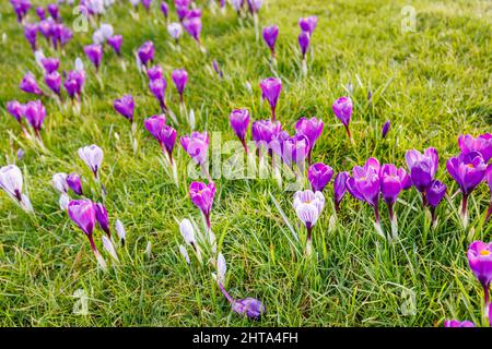 Gemischte violette und lila und weiß gestreifte Krokusse, die im Gras, RHS Garden, Wisley, Surrey, Südostengland im späten Winter bis zum frühen Frühjahr blühen Stockfoto