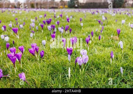 Gemischte violette und lila und weiß gestreifte Krokusse, die im Gras, RHS Garden, Wisley, Surrey, Südostengland im späten Winter bis zum frühen Frühjahr blühen Stockfoto