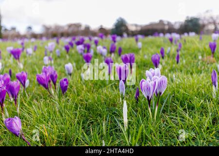 Gemischte violette und lila und weiß gestreifte Krokusse, die im Gras, RHS Garden, Wisley, Surrey, Südostengland im späten Winter bis zum frühen Frühjahr blühen Stockfoto