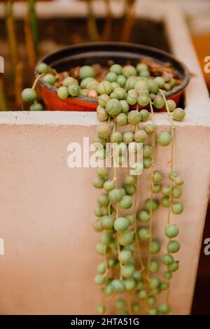 Eine vertikale Aufnahme einer Perlenkette ( Stockfoto