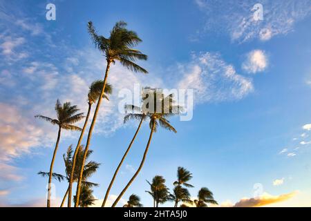 Palmen vor einem strahlend blauen Himmel auf Maui. Stockfoto