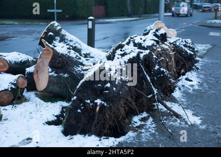 Schnee in Beverley, East Yorkshire, Großbritannien, und ein gefallener Baumsturm am Straßenrand schädigen den Sturm Eunice im Februar 2022 Stockfoto