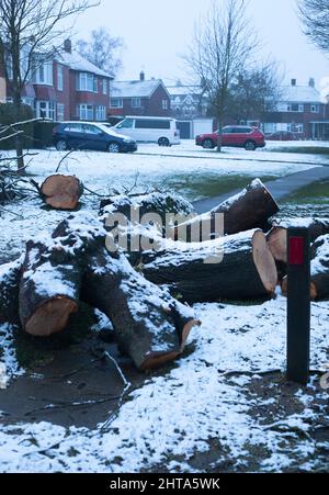 Schnee in Beverley, East Yorkshire, Großbritannien, und ein gefallener Baumsturm am Straßenrand schädigen den Sturm Eunice im Februar 2022 Stockfoto