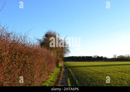 Felder, Hecken, Bäume an einem ruhigen Februartag in Downe, in der Nähe von Bromley, Kent, neben Charles Darwins Down House Stockfoto