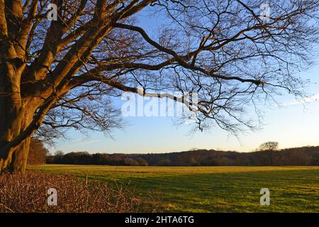 Felder, Hecken, Bäume an einem ruhigen Februartag in Downe, in der Nähe von Bromley, Kent, neben Charles Darwins Down House Stockfoto