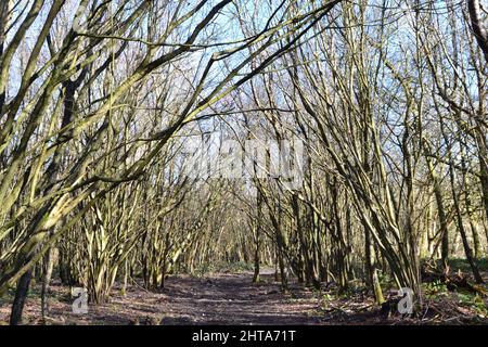 Bäume säumen im Februar einen Pfad durch den Wald bei One Tree Hill, Sevenoaks, Kent an einem hellen sonnigen, milden Tag Stockfoto