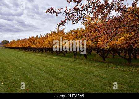 Apfelbaum Obstgarten leuchtend gelbe Herbstblätter in Provo Utah County entlang der Wasatch Front Rocky Mountains. USA. Stockfoto