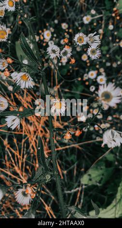 Vertikale Aufnahme von weißen Gänseblümchen Stockfoto