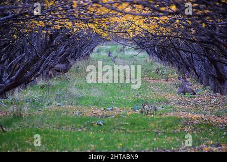 Maultier Hirsche, Odocoileus hemionus, Herde weiden im Herbstmorgen um einen Apfelbaum-Obstgarten im Provo Utah County entlang des Wasatch Front Rock Stockfoto