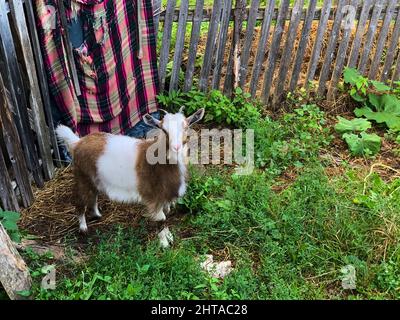 Kleine braune und weiße Hausziege, die draußen auf dem Gras steht und den Betrachter anschaut Stockfoto