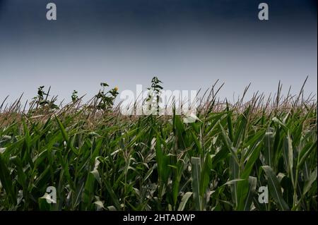 Herbizidresistentes Unkraut gegen die Skyline über einem Feld mit verquistertem Mais Stockfoto