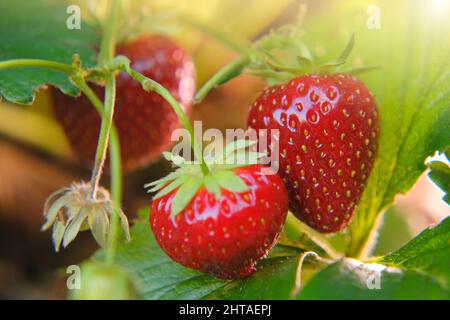 Erdbeere. Rote Erdbeeren auf einem Busch in den Strahlen der Sonne im Sommergarten.Sommerbeeren. Stockfoto