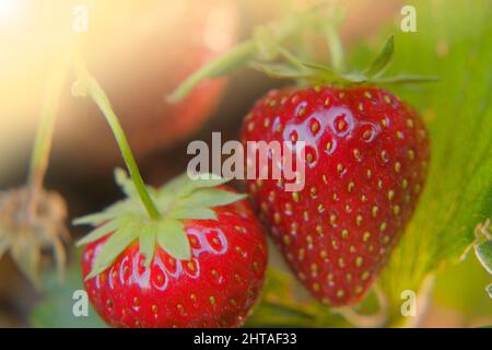 Erdbeere. Rote Erdbeeren auf einem Busch im Sommergarten.Sommerbeeren. Stockfoto