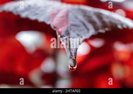 Nahaufnahme eines herbstlichen roten Blattes mit Wassertropfen Stockfoto