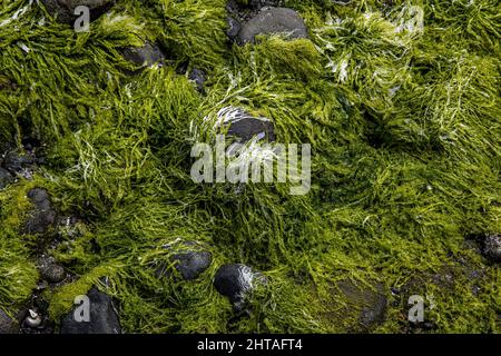 Eine Nahaufnahme von moosigen Felsen an einem Strand in chilenischem Patagonien Stockfoto