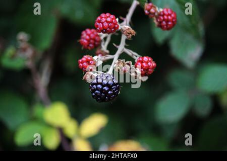 Eine Nahaufnahme von wachsenden Brambles Stockfoto