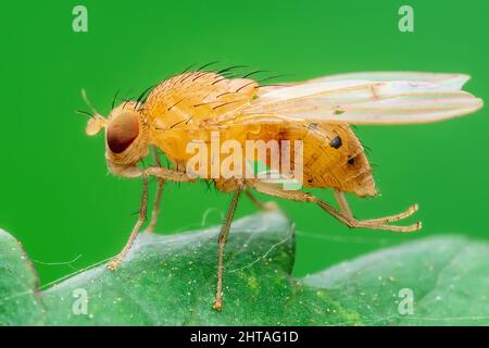 Tropische Fruchtfliege Drosophila Diptera Parasit Insektenpest Makro Stockfoto