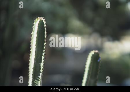 Nahaufnahme eines euporbischen Kandelabrums auf einem verschwommenen Hintergrund Stockfoto