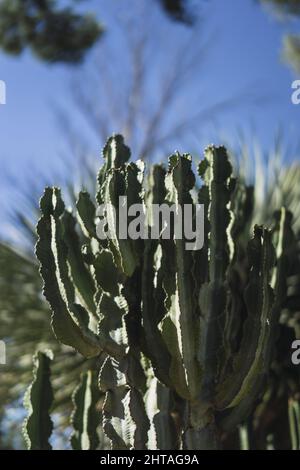 Nahaufnahme eines euporbia candelabrum an einem sonnigen Tag Stockfoto