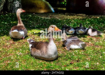 Nahaufnahme einer Gänsefamilie mit 4 Gänsen auf einer Wiese im Park Stockfoto