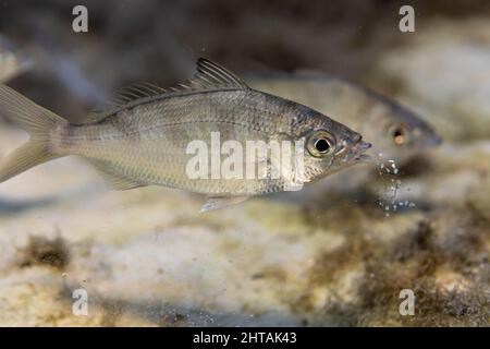 Nahaufnahme eines wilden Köderfischs namens „Silver Jenny“ Mojarra (Eucinostomus harengulus), der nach der Untersuchung Sand ausspuckte. Stockfoto