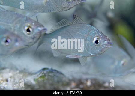 Makroaufnahme der kleinen Schule der Silbernen Jenny Mojarras (Eucinostomus harengulus). Stockfoto