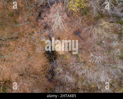 Eine Luftaufnahme eines Herbstwaldes mit einem schmalen Wasserstrom, der durch ihn fließt Stockfoto