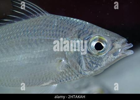 Makroaufnahme von wildem, kleinem Silberling Jenny Mojarras (Eucinostomus harengulus), aufgenommen in 15 Fuß Wasser in einer Quelle in Florida. Stockfoto