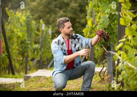 Mann Harvester auf Sommerernte. Enologe mit Gartenschere. Landwirt geschnitten Weinrebe. Stockfoto