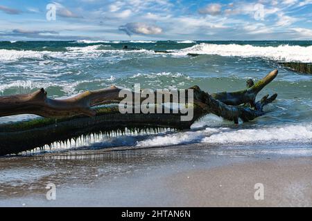 Alte gefallene Baumstämme mit Wellen, die am Ufer krachen Stockfoto