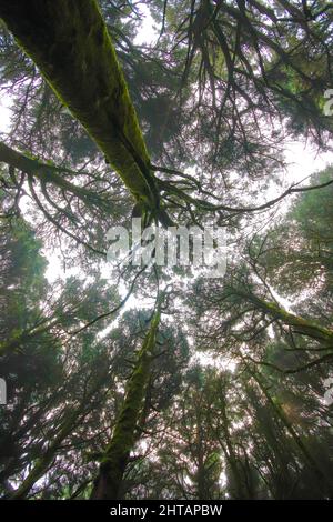 Vertikale Aufnahme von nebligen Baumwipfeln aus tiefem Winkel Stockfoto
