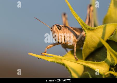 Heuschrecke auf eine Sonnenblume Stockfoto