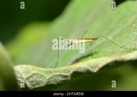 Ein Kran fliegt auf einer Aubergine oder einem Melongenbaumblatt in einem kommerziellen landwirtschaftlichen Feld in Trinidad. Kranfliegen sind harmlose und wichtige Bestäuber. Stockfoto