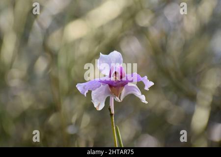 Eine lila oder lila Orchideenblume Stockfoto
