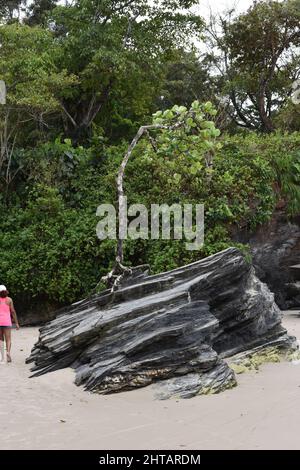 Ein markanter Baum, der aus einer großen Felsformation am Las Cuevas Beach in Trinidad und Tobago wächst. Stockfoto
