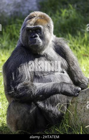 Vertikale Aufnahme eines großen Gorilla, der in einem Park sitzt Stockfoto