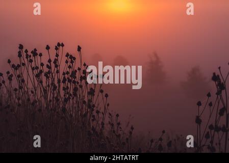 Nahaufnahme der Pflanzen während des Sonnenaufgangs an einem nebligen Morgen Stockfoto