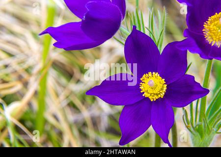 Ein Strauß dunkelvioletter Osterblumen blühte unter den warmen Strahlen der Frühlingssonne, selektiver Fokus Stockfoto