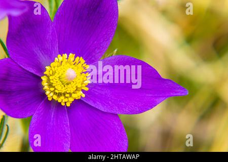 Ein flieder Schnee-Butterblume mit einem leuchtend gelben Zentrum, der aus der Nähe fotografiert wurde, selektiver Fokus Stockfoto