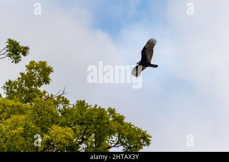 Aufnahme eines Geiers, der an einem sonnigen Tag über Bäumen an einem blau bewölkten Himmel fliegt Stockfoto