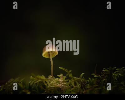 Nahaufnahme eines kreativ beleuchteten kleinen mycena-Pilzes, der zwischen Moos im Wald wächst Stockfoto