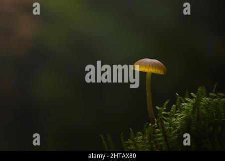 Nahaufnahme eines kreativ beleuchteten kleinen mycena-Pilzes, der zwischen Moos im Wald wächst Stockfoto