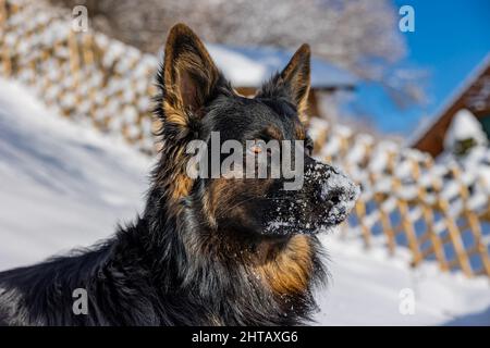 Alter Schäferhund (Altdeutscher Schaferhund) in einem verschneiten Feld Stockfoto