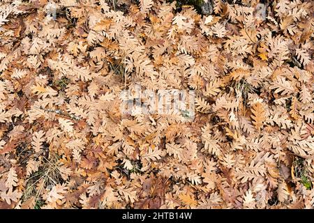 Über dem Kopf Aufnahme eines Stapels gefallener getrockneter Eichenblätter im Herbst im Wald Stockfoto