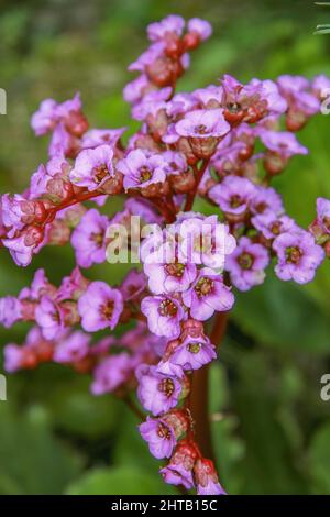 Eine vertikale Aufnahme von rosa Herzblatt-Bergenia-Blumen, die in einem Garten blühen Stockfoto